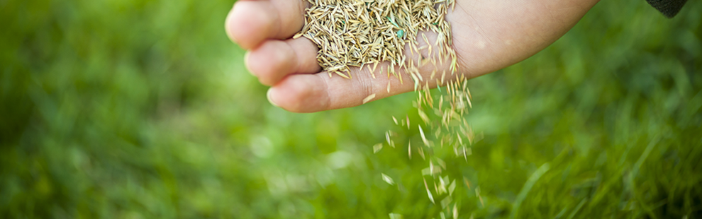 How to sow grass  seed